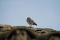 andes, amazon, wildlife, ecuad-18